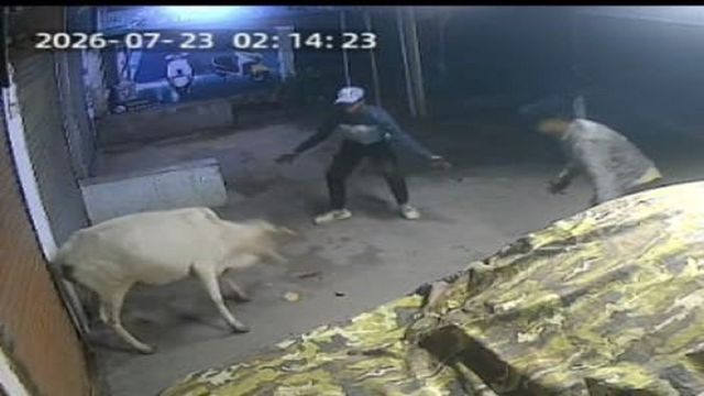 बोकारो में थाने के करीब दुधारू गाय की चोरी, स्कॉर्पियो में ले गए चोर; सीसीटीवी में कैद
